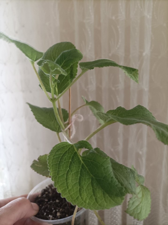 sinningia Peach fragnance büyük fideleri - Görsel 5