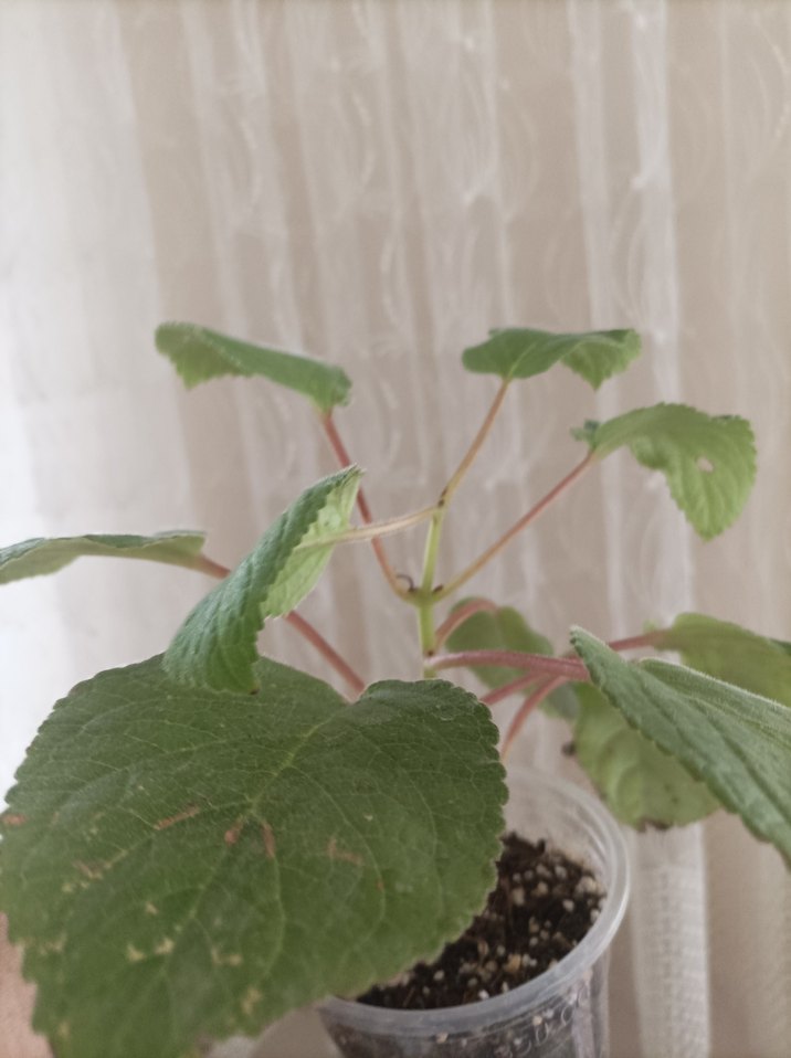 sinningia Peach fragnance büyük fideleri - Görsel 4