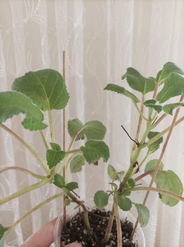 sinningia Peach fragnance büyük fideleri - Görsel 3