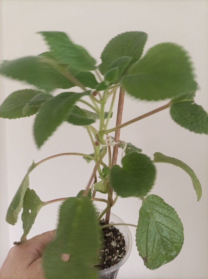 sinningia Peach fragnance büyük fideleri - Görsel 2