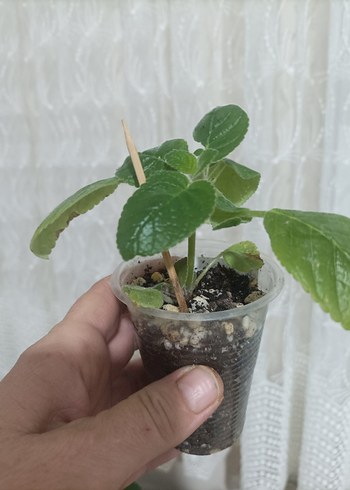 sinningia diva fidesi, - Görsel 2