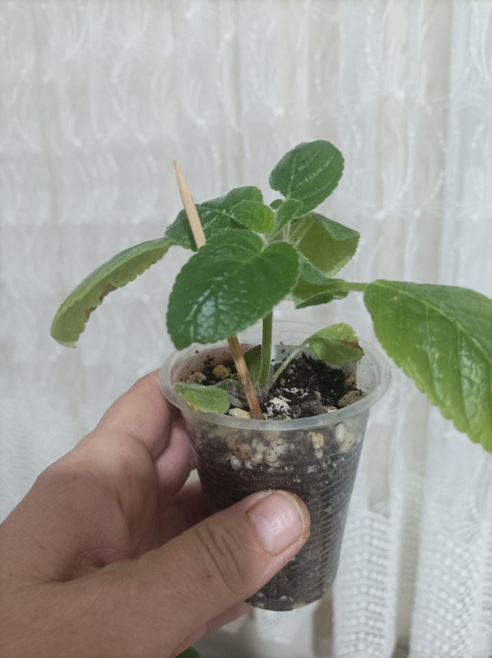 sinningia diva fidesi, - Görsel 2