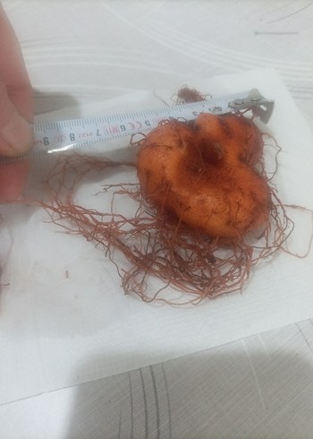 Pembe Pink Diamond Saksı Çiçeği yumrusu - Görsel 4