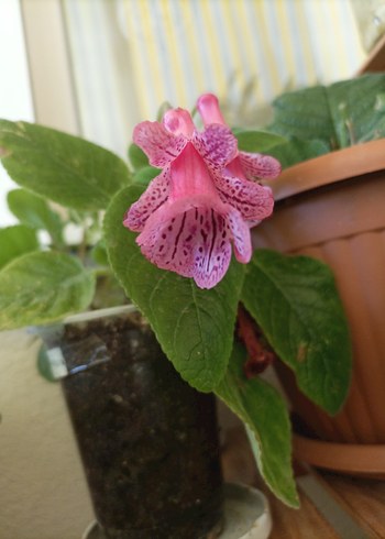 Pembe Pink Diamond Saksı Çiçeği yumrusu - Görsel 2