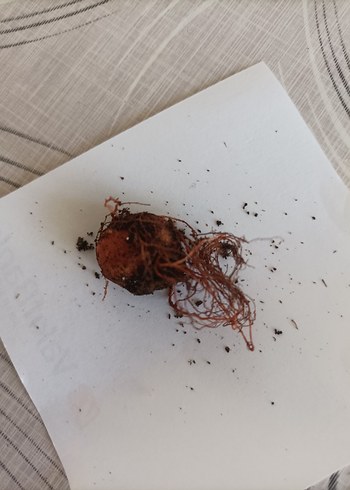 Pembe Pink Diamond Saksı Çiçeği yumrusu - Görsel 3