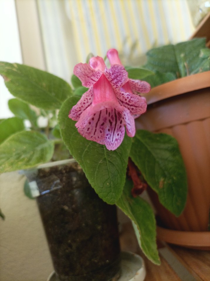 Pembe Pink Diamond Saksı Çiçeği yumrusu - Görsel 2