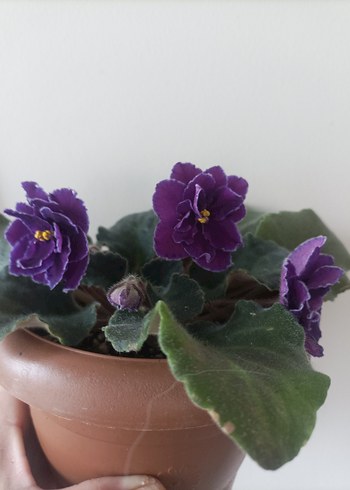 Mor Afrika Menekşesi Çiçeği özel tür - Görsel 2