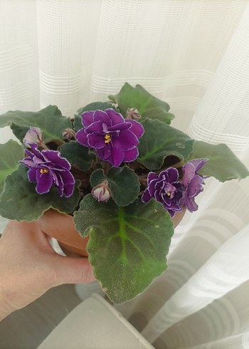 Mor Afrika Menekşesi Çiçeği özel tür - Görsel 4