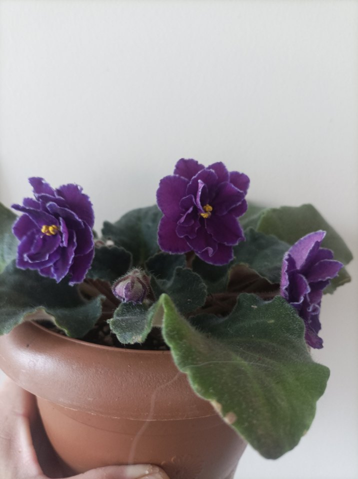 Mor Afrika Menekşesi Çiçeği özel tür - Görsel 2