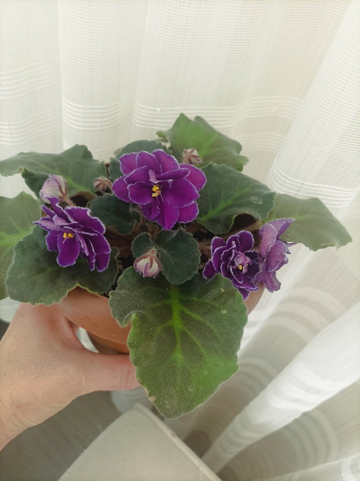 Mor Afrika Menekşesi Çiçeği özel tür - Görsel 4