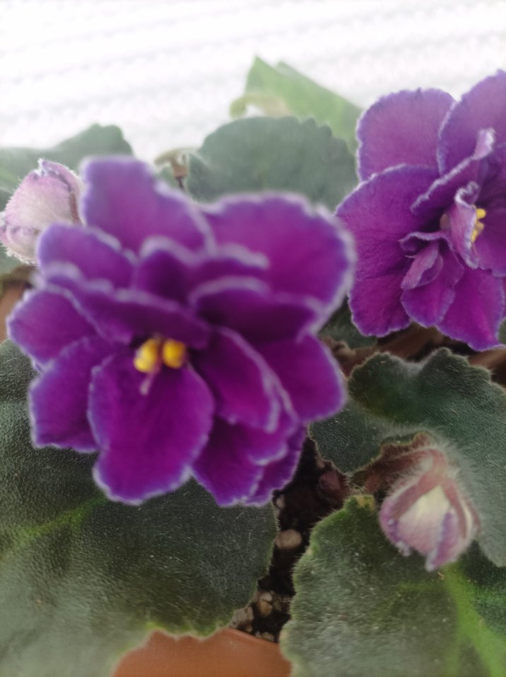 Mor Afrika Menekşesi Çiçeği özel tür - Görsel 3