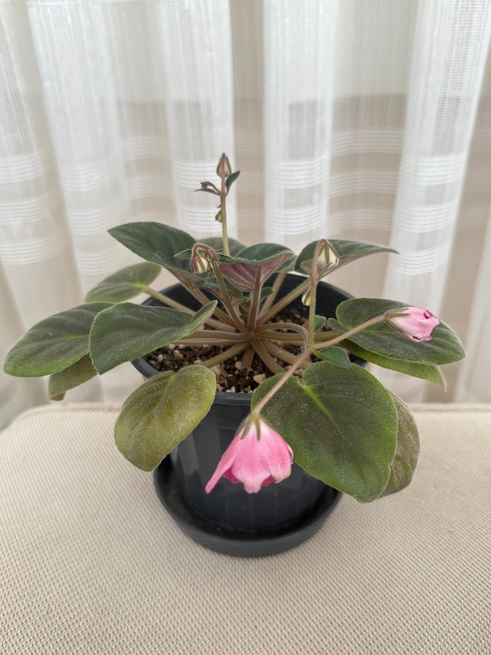 Koyu Pembe Çiçekli özel tür Menekşe - Görsel 2