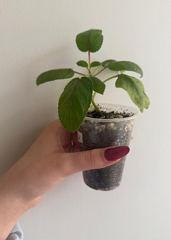 sinningia ice ring fidesi - Görsel 3