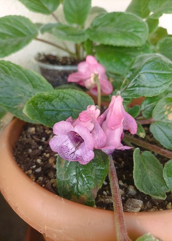 sinningia ice ring fidesi - Görsel 2