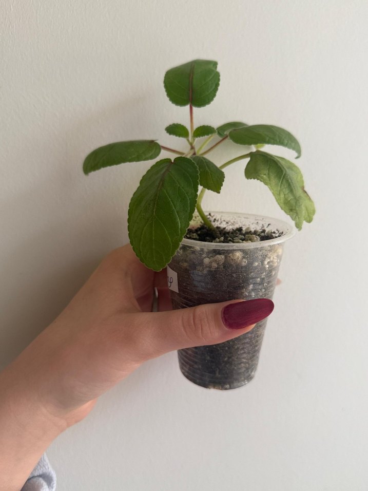 sinningia ice ring fidesi - Görsel 3