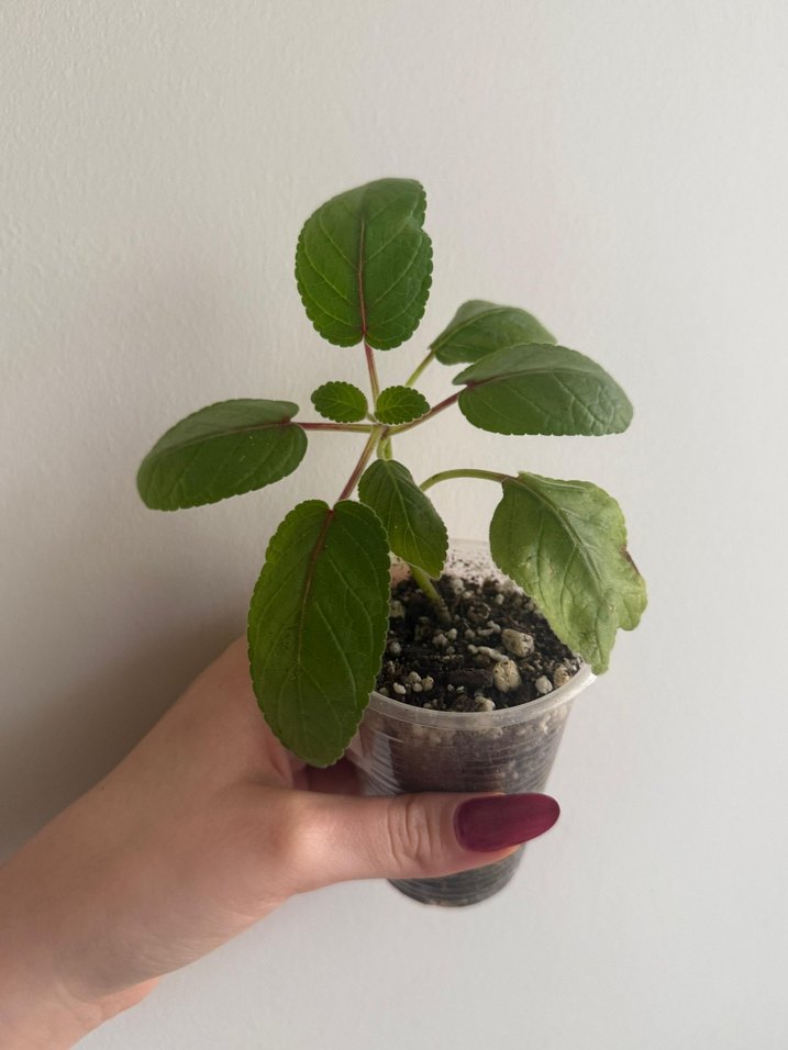 sinningia ice ring fidesi - Görsel 4