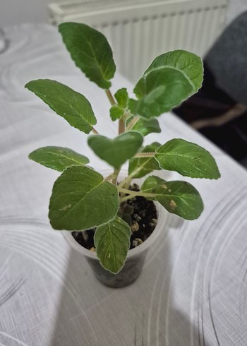 sinningia HCYS daylight ( yumrulu) - Görsel 3