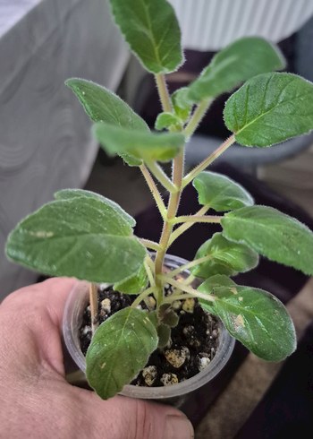 sinningia HCYS daylight ( yumrulu) - Görsel 2