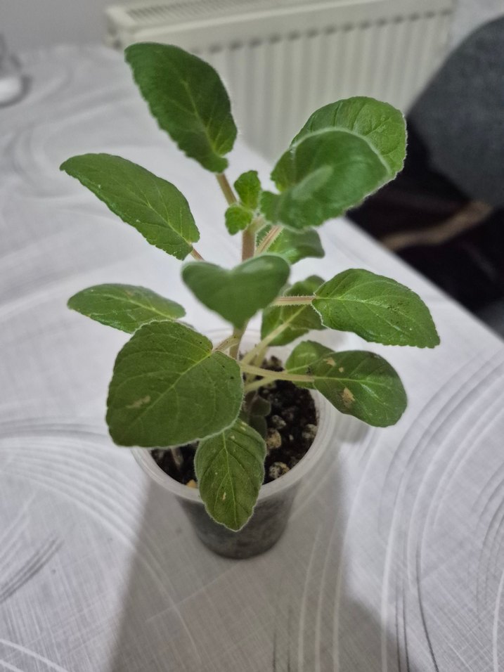 sinningia HCYS daylight ( yumrulu) - Görsel 3