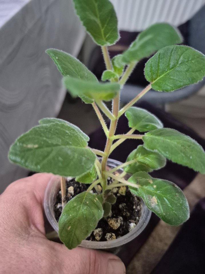 sinningia HCYS daylight ( yumrulu) - Görsel 2