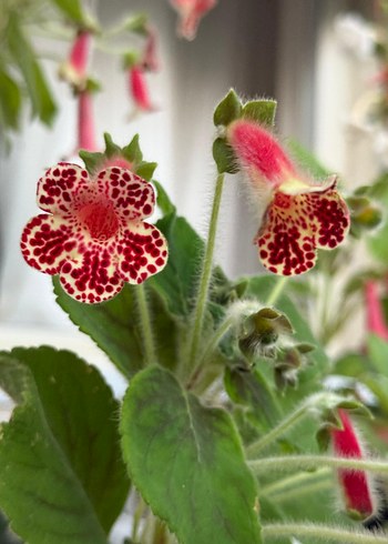 kohleria ve sinningia 2 tanesi birlikte 250 tl