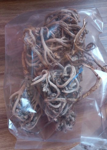 Meryem Ana Eli Otu - Görsel 2