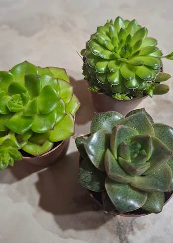 10'lu Mini Sukulent Saksı Seti - Görsel 2