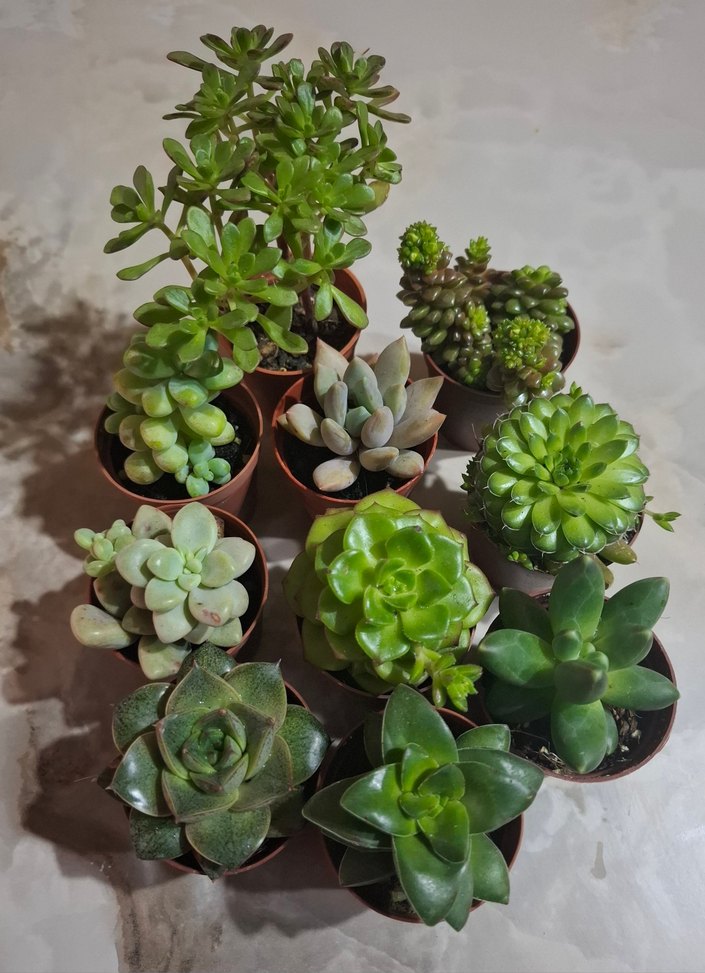 10'lu Mini Sukulent Saksı Seti - Görsel 5