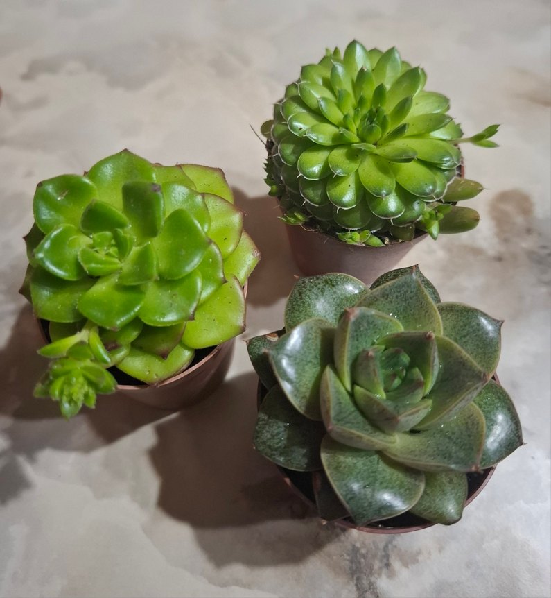 10'lu Mini Sukulent Saksı Seti - Görsel 2