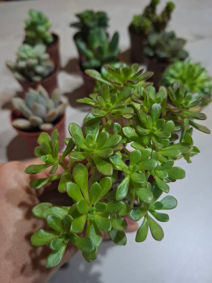 10'lu Mini Sukulent Saksı Seti - Görsel 4