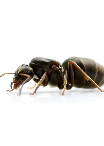 lasius