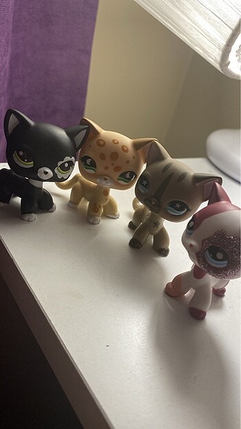 miniş lps shorthair