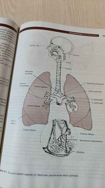  Beden İnsan Anatomisi Kitabı