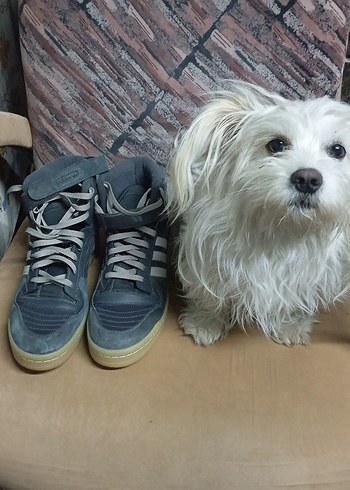 Gri Adidas Erkek Spor Ayakkabı Bağcıkları45 numara - Görsel 7