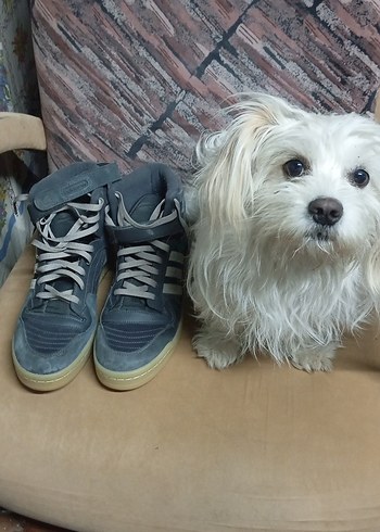 Gri Adidas Erkek Spor Ayakkabı Bağcıkları45 numara - Görsel 8