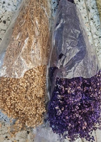 ŞOKLANMIŞ CİPSO ÇİÇEK - Görsel 2