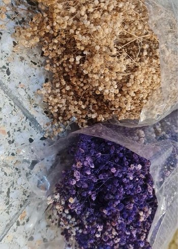 ŞOKLANMIŞ CİPSO ÇİÇEK - Görsel 3