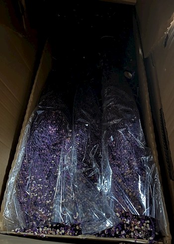 ŞOKLANMIŞ CİPSO ÇİÇEK - Görsel 4