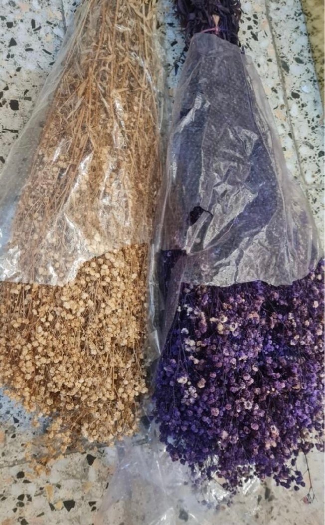 ŞOKLANMIŞ CİPSO ÇİÇEK - Görsel 2