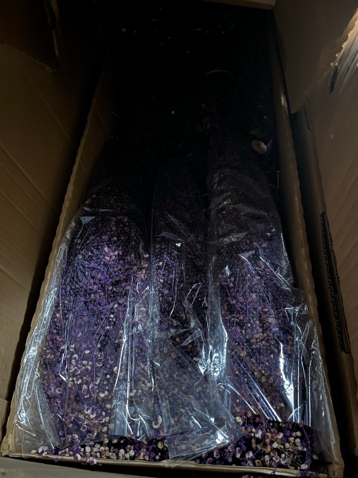 ŞOKLANMIŞ CİPSO ÇİÇEK - Görsel 4