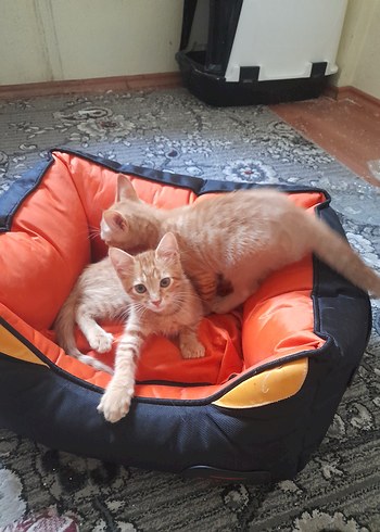 Turuncu Renkli Kedi Yatağı(kucuk boy) - Görsel 7