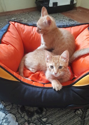 Turuncu Renkli Kedi Yatağı(kucuk boy) - Görsel 8