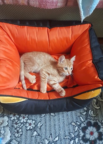 Turuncu Renkli Kedi Yatağı(kucuk boy) - Görsel 9