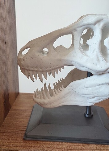 T-Rex Dinazor Kafatası  - Görsel 2