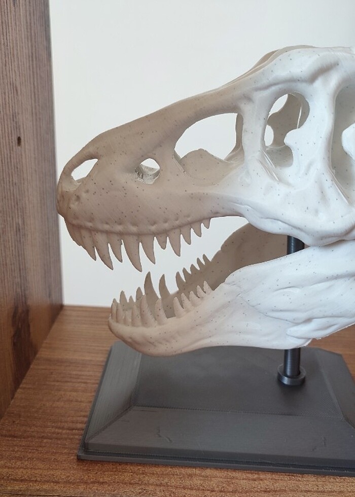 T-Rex Dinazor Kafatası  - Görsel 2