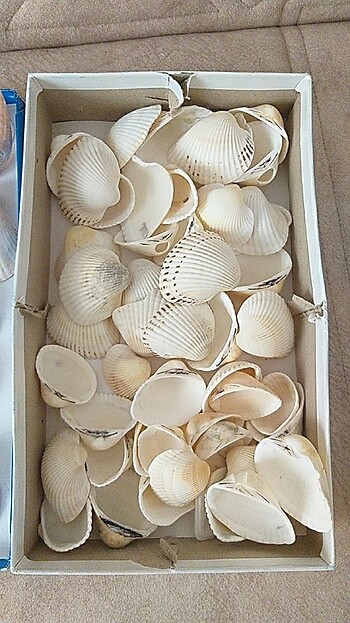 DENİZ KABUKLARI - Görsel 2