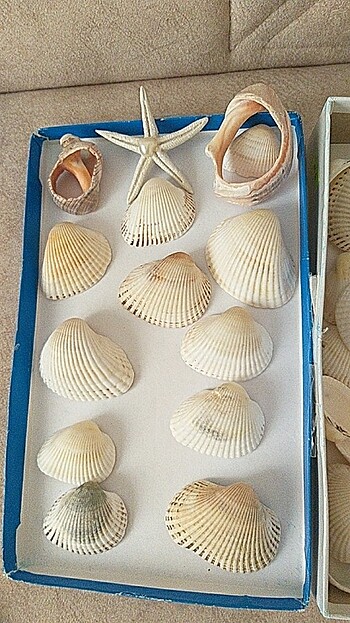 DENİZ KABUKLARI - Görsel 3