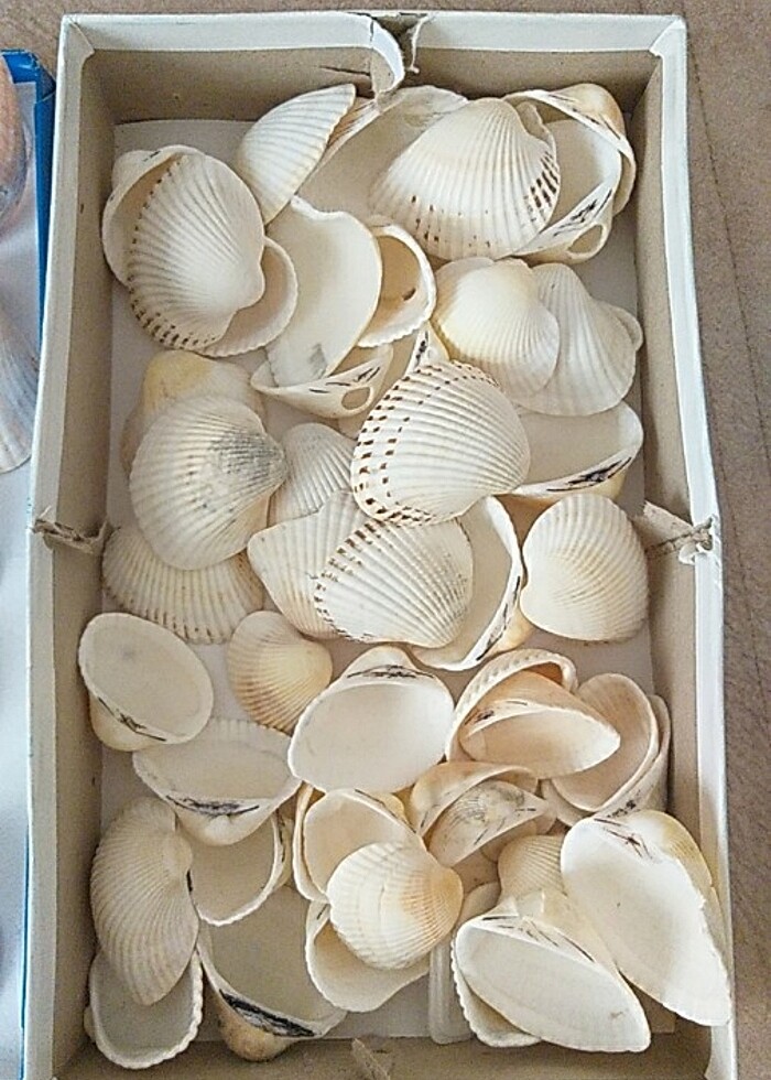 DENİZ KABUKLARI - Görsel 2