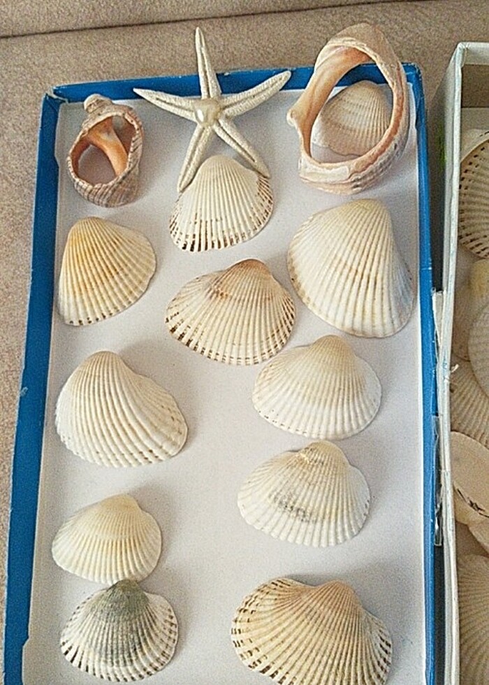 DENİZ KABUKLARI - Görsel 3