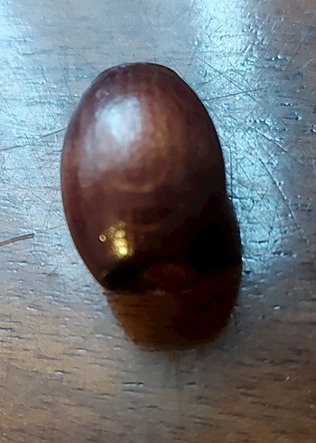 Kahverengi boncuk - Görsel 2